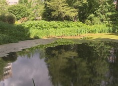 Полмиллиона за первоцветы