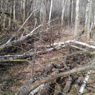 Заготовку валежника — в рамки закона