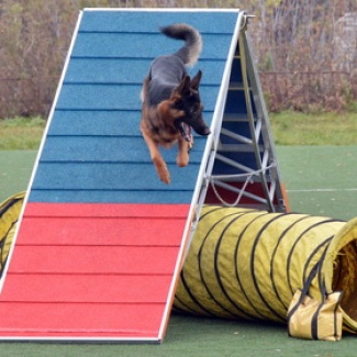 Всеобщая тверская собачья перепись: старт дан